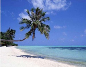 sunny-beach-palm